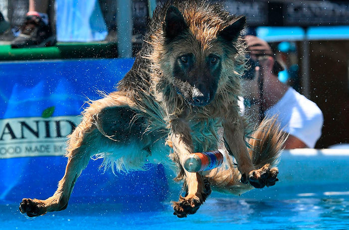 In flight - The photo, German Shepherd, Dog