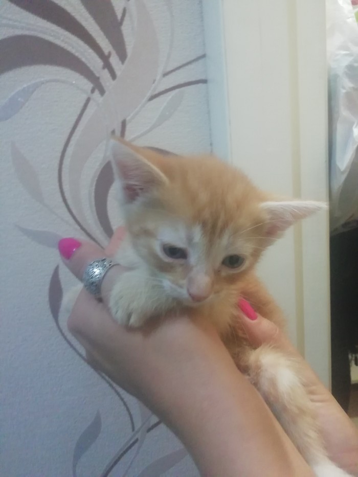 Urgently. - Penza, Longpost, In good hands, I will give, Kittens, cat, Is free, No rating