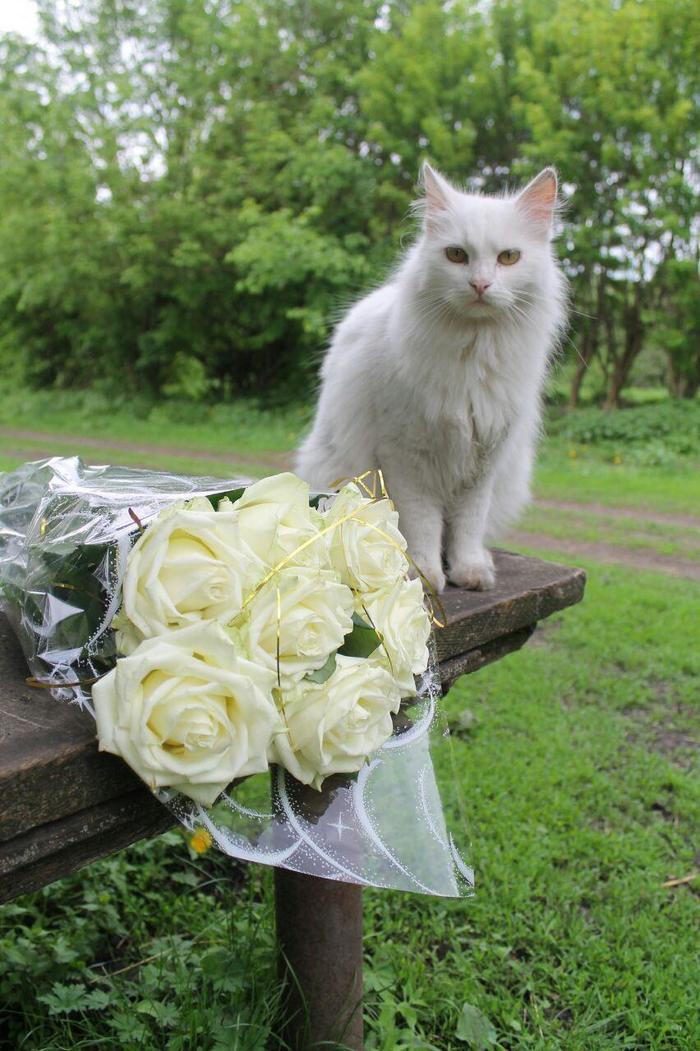 Your face when you wanted a bouquet of sausages for your birthday, but received some flowers - Birthday, Greenery, the Rose, Facial expressions, Flowers, cat, My