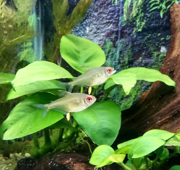 New pets of our aquarium - My, Aquarium, Aquarium, Aquarium fish, Longpost