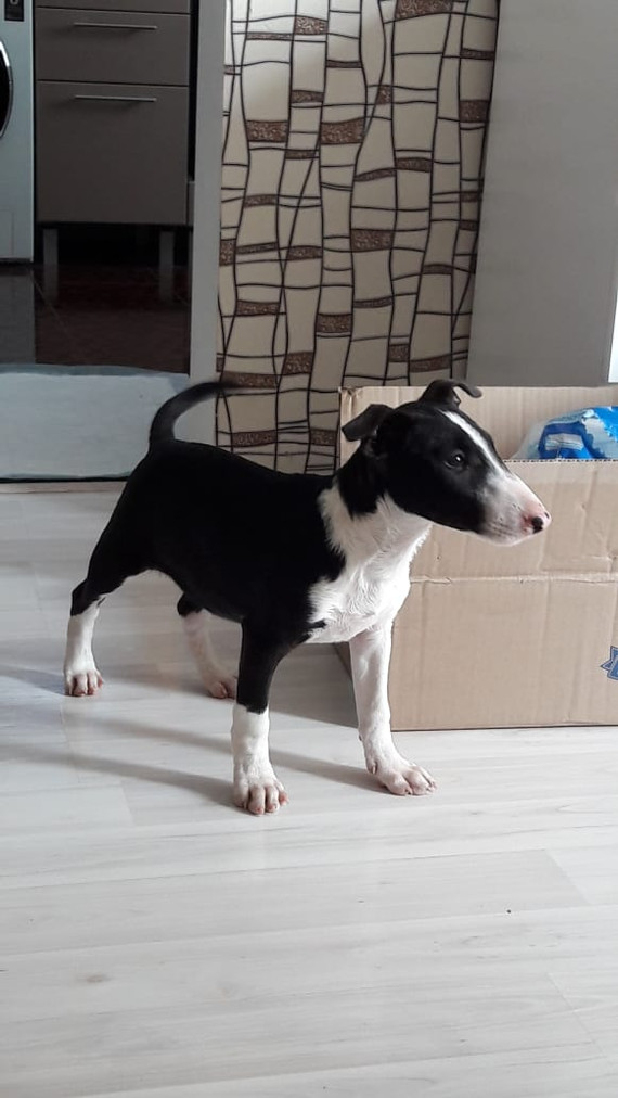 Bought a puppy. - My, Dog, Bull terrier, Fraud, Moscow, League of Lawyers, Lawyers, Dog days, No rating