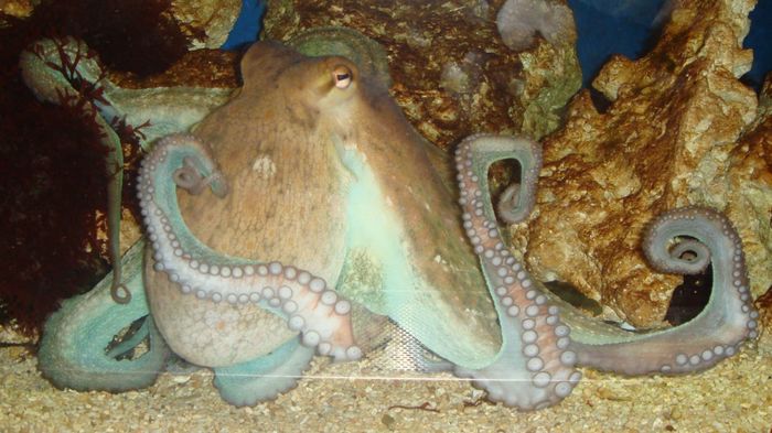 After a dose of ecstasy, octopuses, like people, are drawn to communication with their own kind. - Cephalopods, Octopus, Psychoactive substances, Animal behavior
