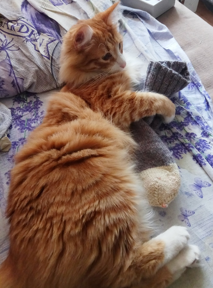 Hugs with a sock :o - My, cat, Cat Bonus, Autumn, Socks, Heat