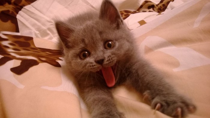 Доброе утро человек, где мое молочко?