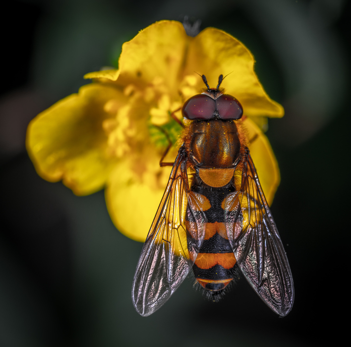 Syrphidae - My, Macro, Macrohunt, Dipteran, Insects, hoverfly, Муха, Mp-e 65 mm, Buttercup, Macro photography