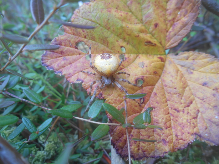 Spider - My, Spider, Autumn, Cranberry, The photo, Swamp