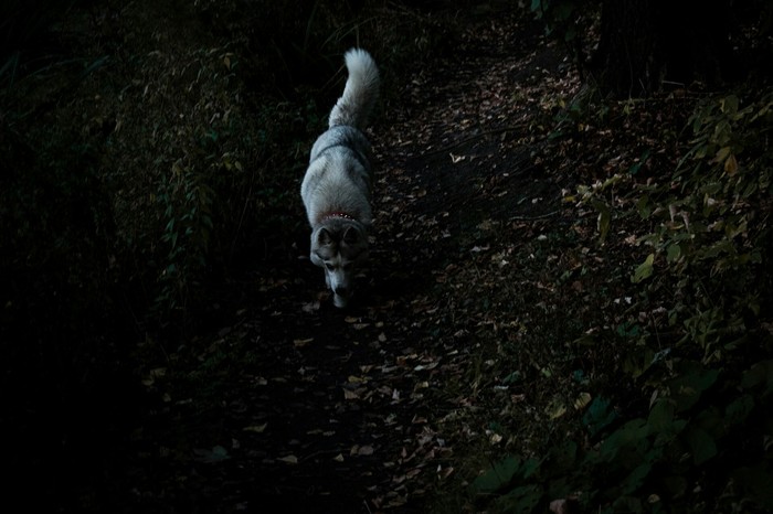 Husky on a walk - My, Dog, Husky, Forest, Walk