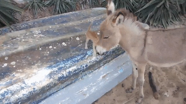 Все любят котят