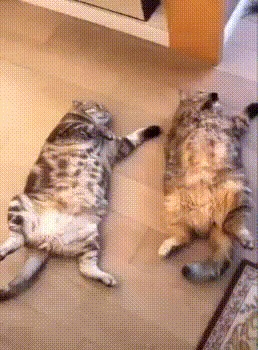 -     ? - ,  !
