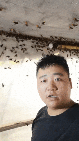 Weird flies. - Insects, GIF, Courage, Hornet, Asians