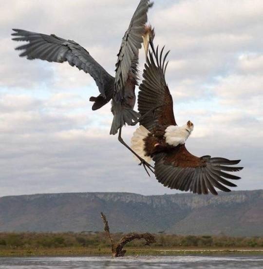 Air battle - The fight, Eagle, , Cranes, Belarusians