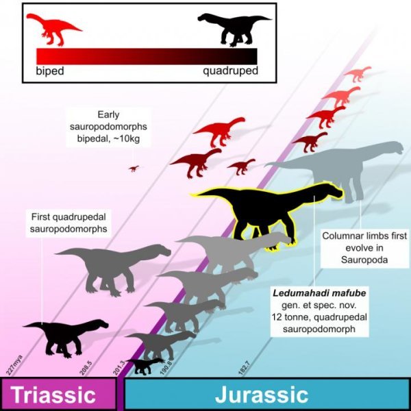 Jurassic sauropodomorph from South Africa told scientists how his relatives switched to walking on four, not two legs - My, Dinosaurs, Paleonews, Paleontology, Evolution, The science, Animals, Biology, Longpost