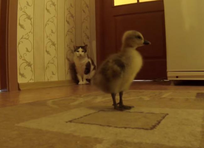 A Belarusian has a goose in his apartment and is filming a series about him. - news, Republic of Belarus, Гусь, Pets, Exotic, Longpost