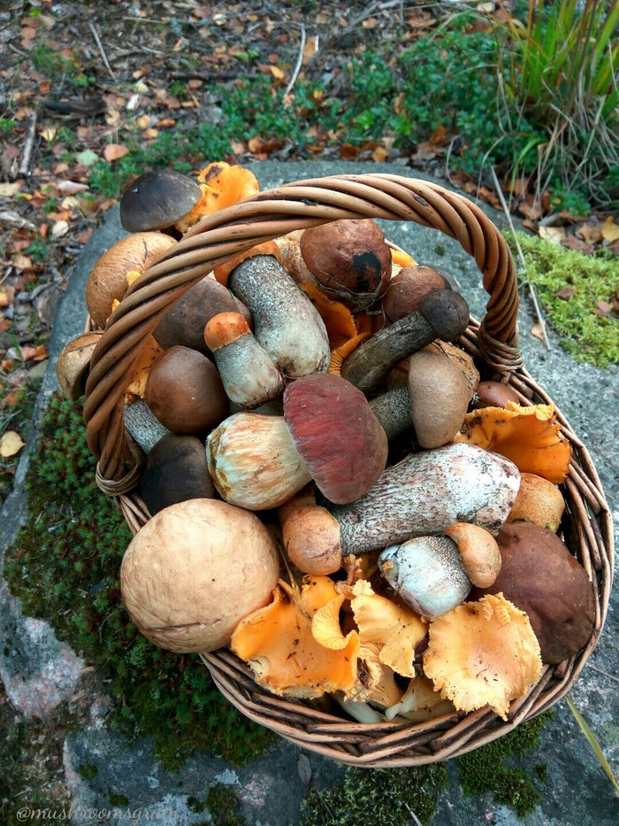 Basket of thugs - My, Mushrooms, Forest, Silent hunt, Boletus, Boletus, Porcini, Chanterelles, Longpost