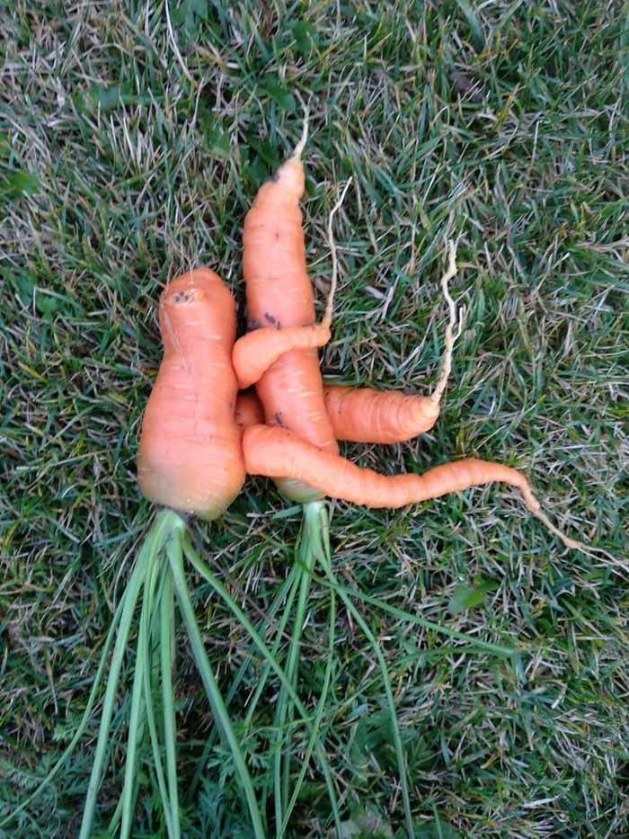 Love carrot - My, Love, Carrot