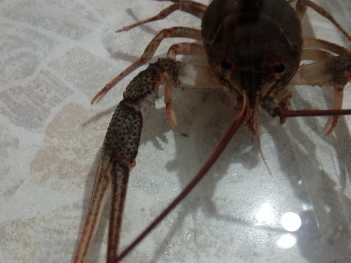 homemade crayfish - No rating, Crayfish