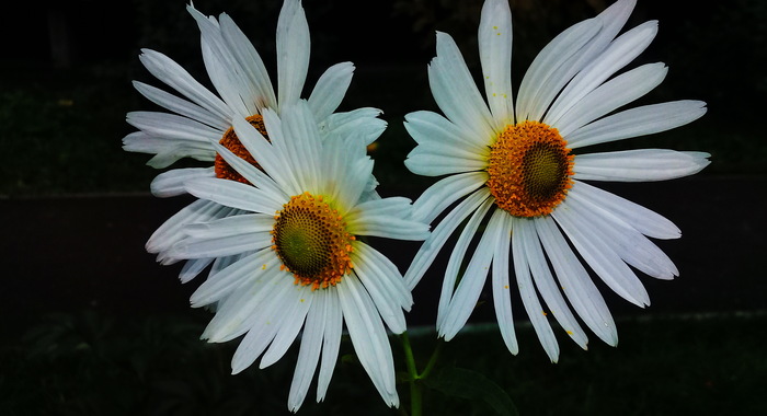 Волшебные цветы