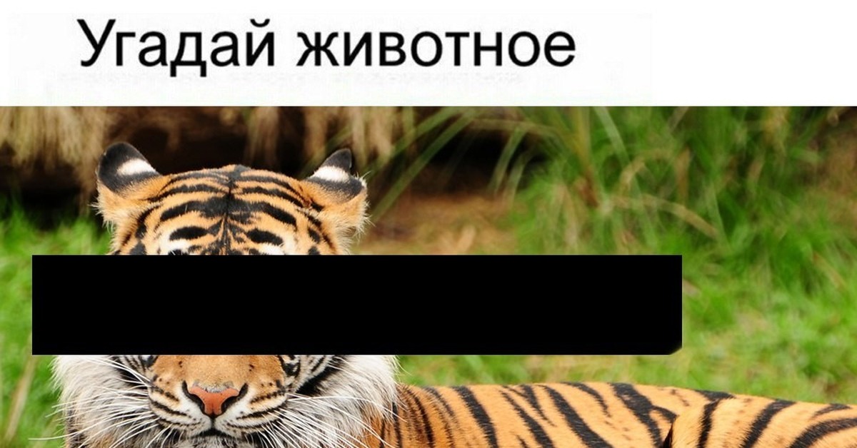 Запусти угадай животное. Угадай животное. Уганда животное. Угадай животное Мем. Угадавай животное на картинке.