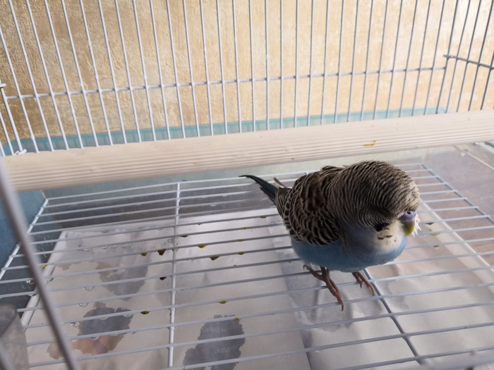 Срочно нужна помощь знающих людей, которые разводят волнистых попугаев. Просьба поднять в топ. Без рейтинга