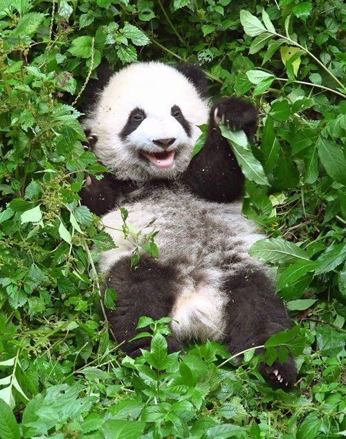 Какой смешной листик!