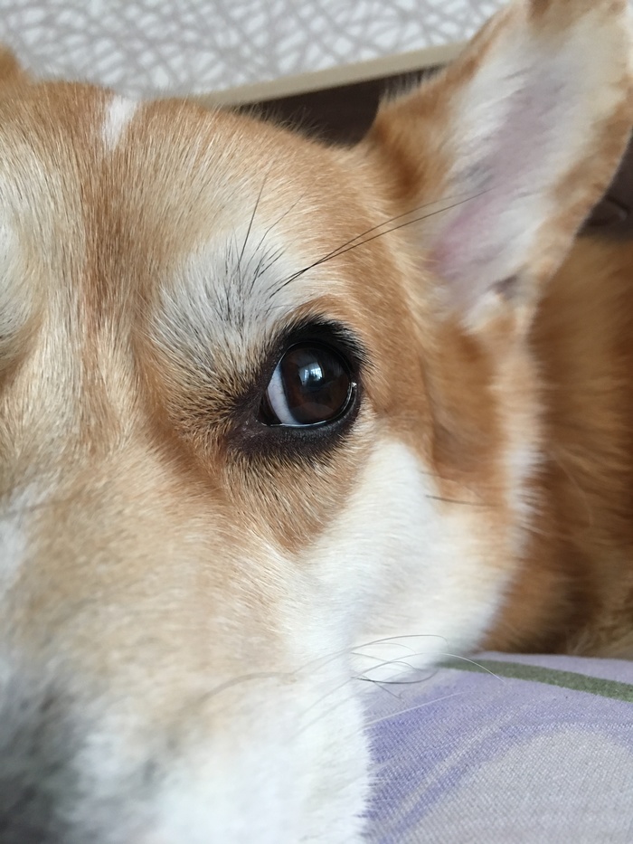 Longing for the summer - My, Dog, Welsh corgi pembroke