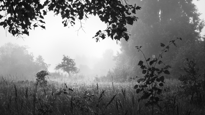 Dawn rays adventures - My, The photo, Landscape, Autumn, Black and white, Flowers, , Nikon d5200, 18-55 kit