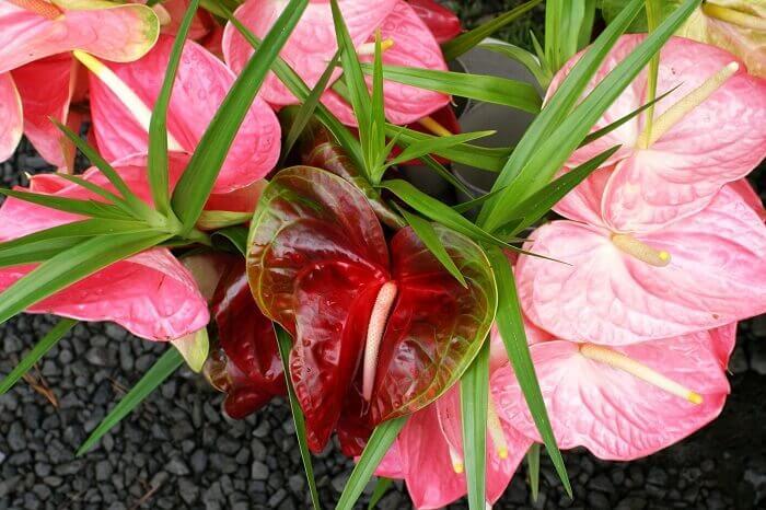 Anthurium at home - My, Anthurium, Houseplants, Home flowers, Longpost