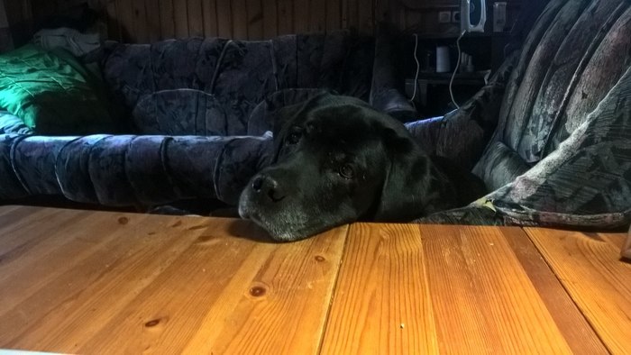 Ну где же ужин?