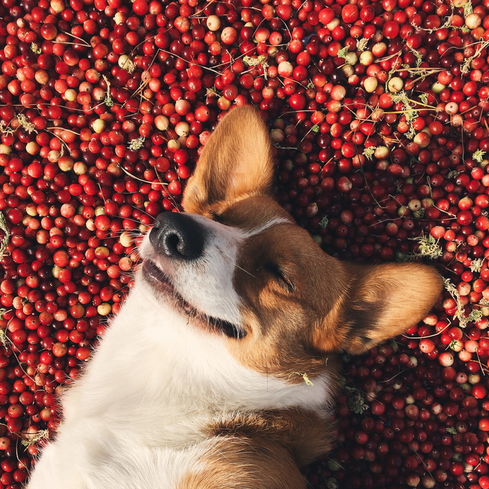 More cranberries for the cranberry god! - My, Welsh Corgi Cardigan, Corgi, Cranberry, Dog, The photo