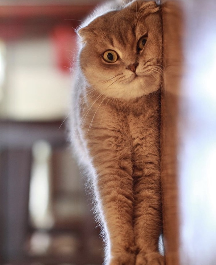 vertical cat - Animals, cat, The photo, Vertical