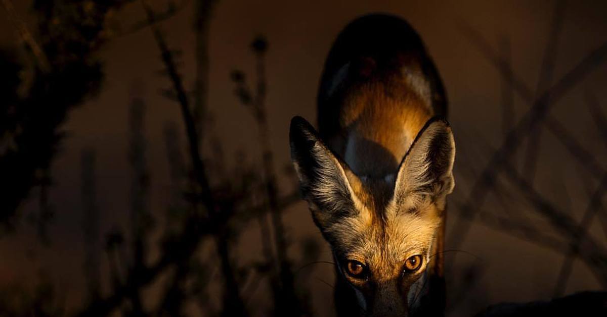 Ночной лис музыка. Лиса ночью. Ночные животные. Ночные звери лиса. National Geographic лиса.