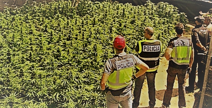 In Spain, 355 marijuana bushes were found on the official of the mayor's office - Spain, Marijuana, Police, Europe, European Union, Officials, Abroad, The crime