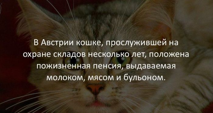 Хочу быть котом и жить в Австрии) - Факты, Интересное, Кот