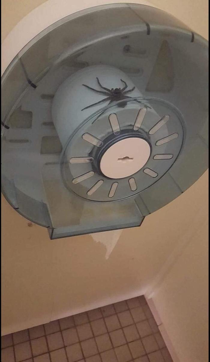 I will either have to use the paper for its intended purpose, or leave as is. Both options are extremely unpleasant - The photo, Toilet, Toilet paper, Spider, Arachnophobia, Fear, Reddit