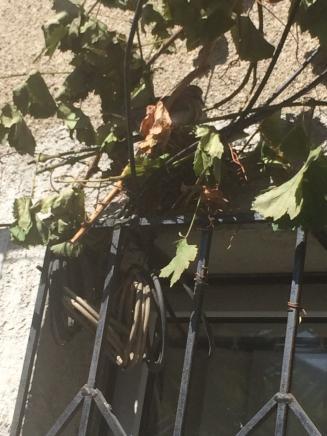 Ежегодный гость