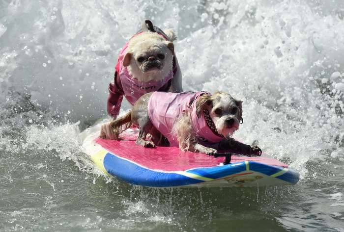     Surf City surf Dog, , , , , , 