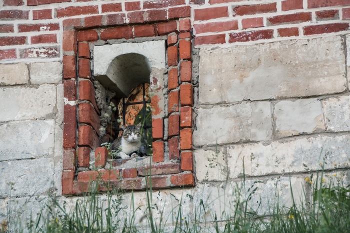 Fortress Defender - My, My, cat, The photo, Fortress, Smolensk