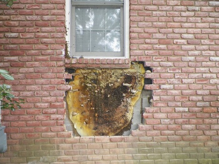 Жильцы жаловались на шум в стене Пчелы, Улей, Фотография