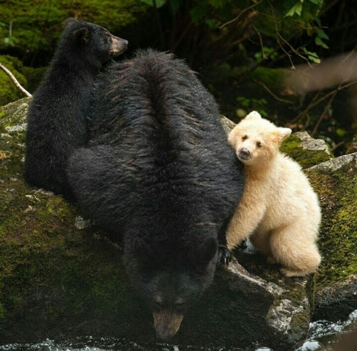 He is special to his mother. - Bear, Albino, Animals, Milota, The Bears