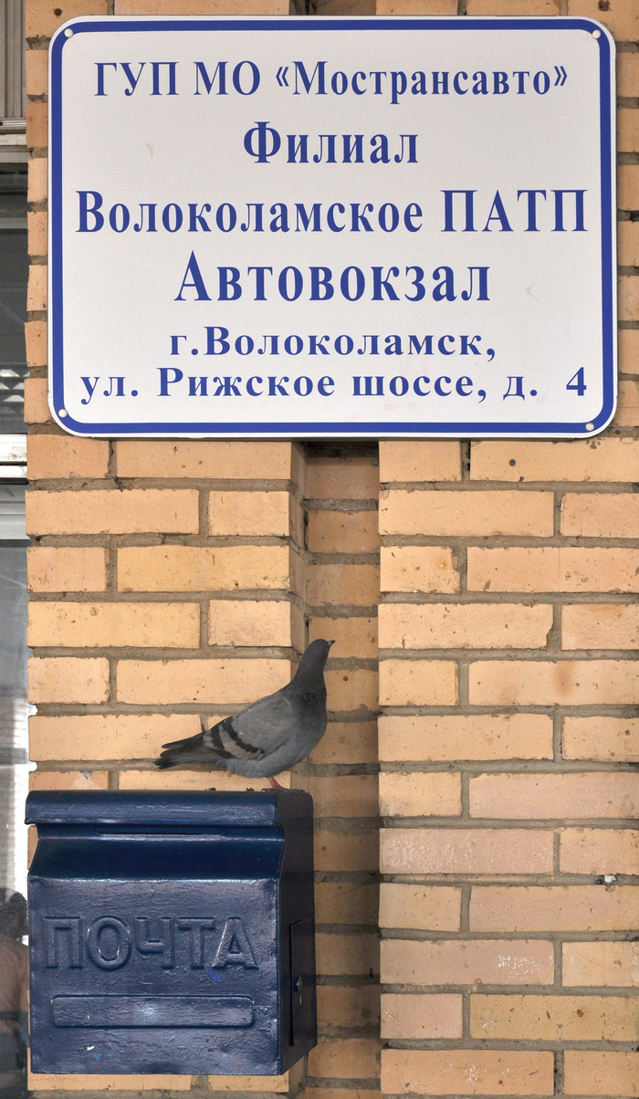 No wonder: the carrier pigeon checks the delivery address - My, Pigeon, mail, Post office, Volokolamsk, Bus station, Patp, Longpost