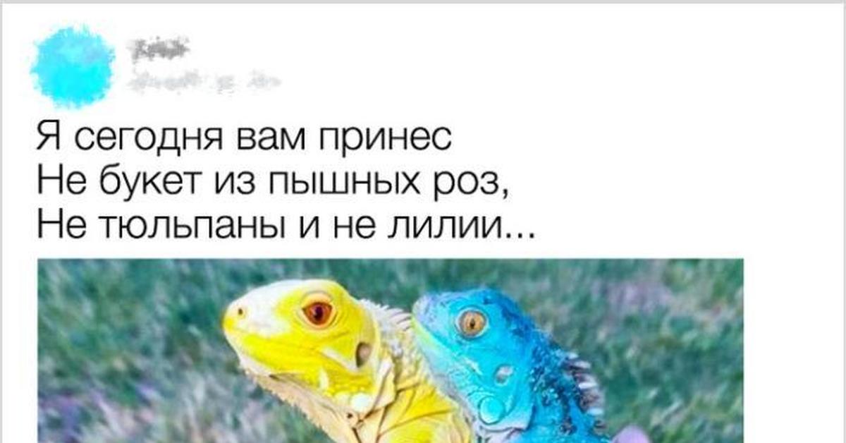 Я сегодня вам принес не букет из пышных роз не тюльпаны и не лилии