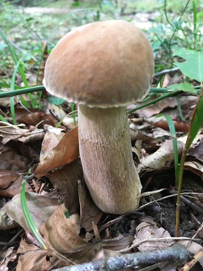 Quiet hunting. Sochi, October 2018 - My, Silent hunt, Mushroom season, Sochi, Mushrooms, Forest, Fly agaric, Longpost