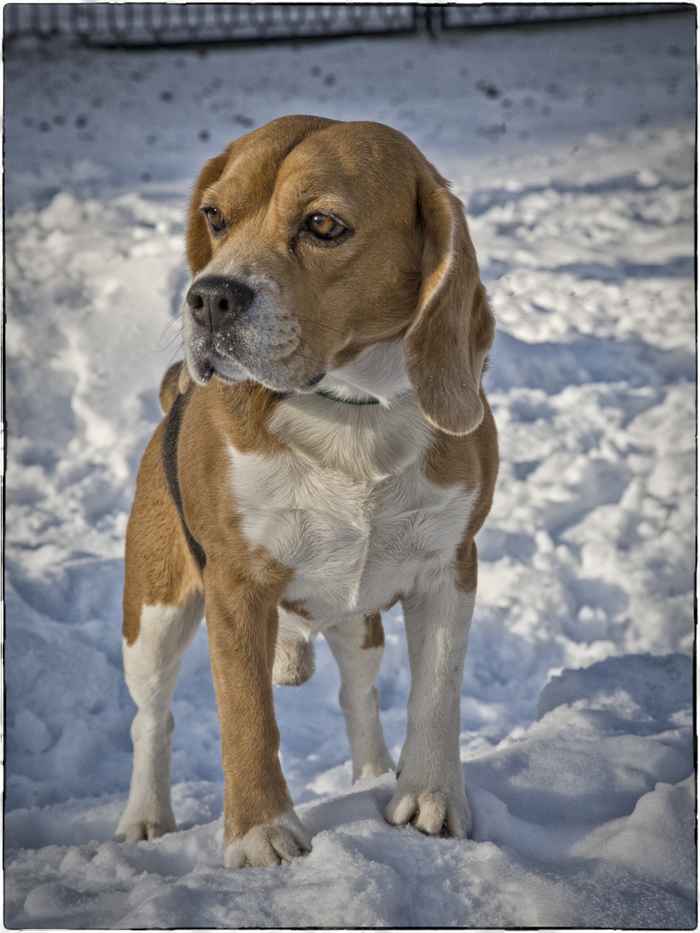 Beagle - My, Beagle, Dog, Dog days, The photo, Longpost