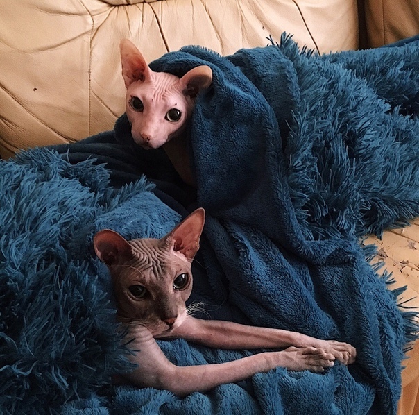 Коты в шкуре Зелибобы