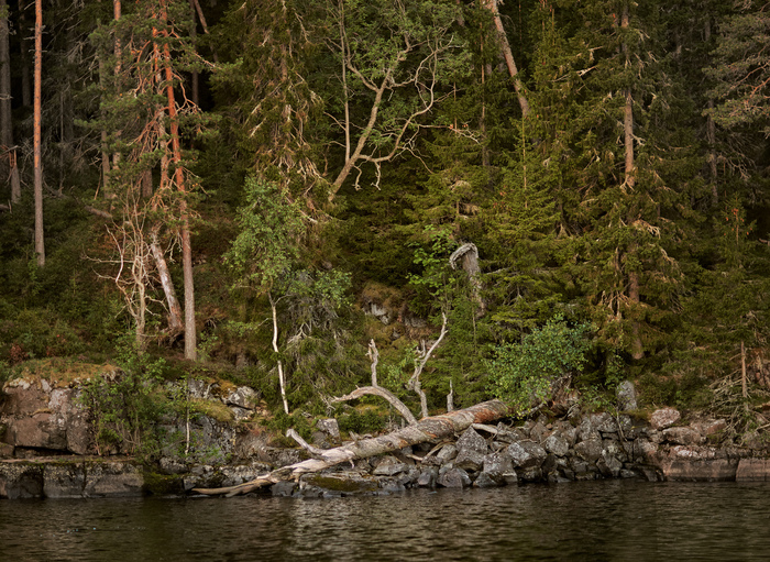 Leshache place - My, Shore, Lake, Tree, Mysterious forest, Карелия, Ladoga