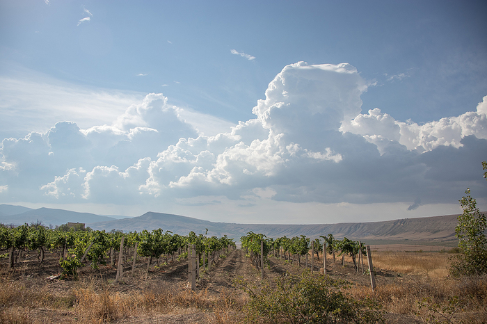 Koktebel vineyards - My, Canon 77d, Crimea, Koktebel, Summer, Landscape, Sky