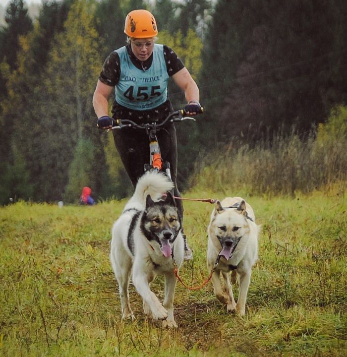 How it was: dog race Ring of Fortune 2018, Kirov - My, Riding sports, Kirov, Dogs and people, Animals, Sport, Team, Longpost