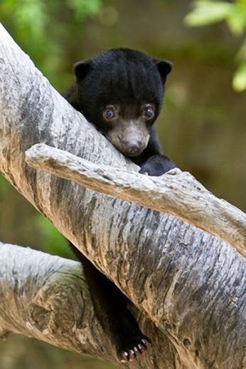Teddy bear - The photo, The Bears, Young, Branch, Tree