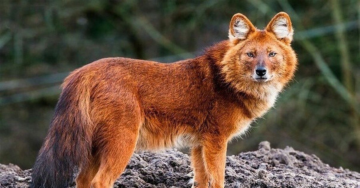 Қызыл ала. Тянь-Шанский красный волк. Красный волк. Красный горный волк. Убсунурская котловина красный волк.