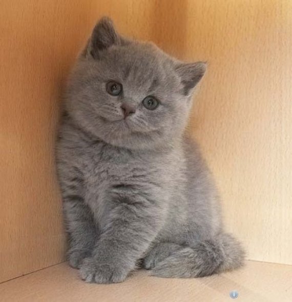 Looking for a kitten - Pets, No rating, Pet, , Transbaikalia, Chita, British cat